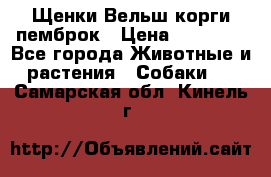 Щенки Вельш корги пемброк › Цена ­ 35 000 - Все города Животные и растения » Собаки   . Самарская обл.,Кинель г.